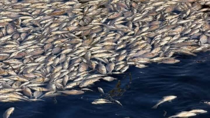 Petition · Save St. Joe Bay: Demand an independent investigation ...