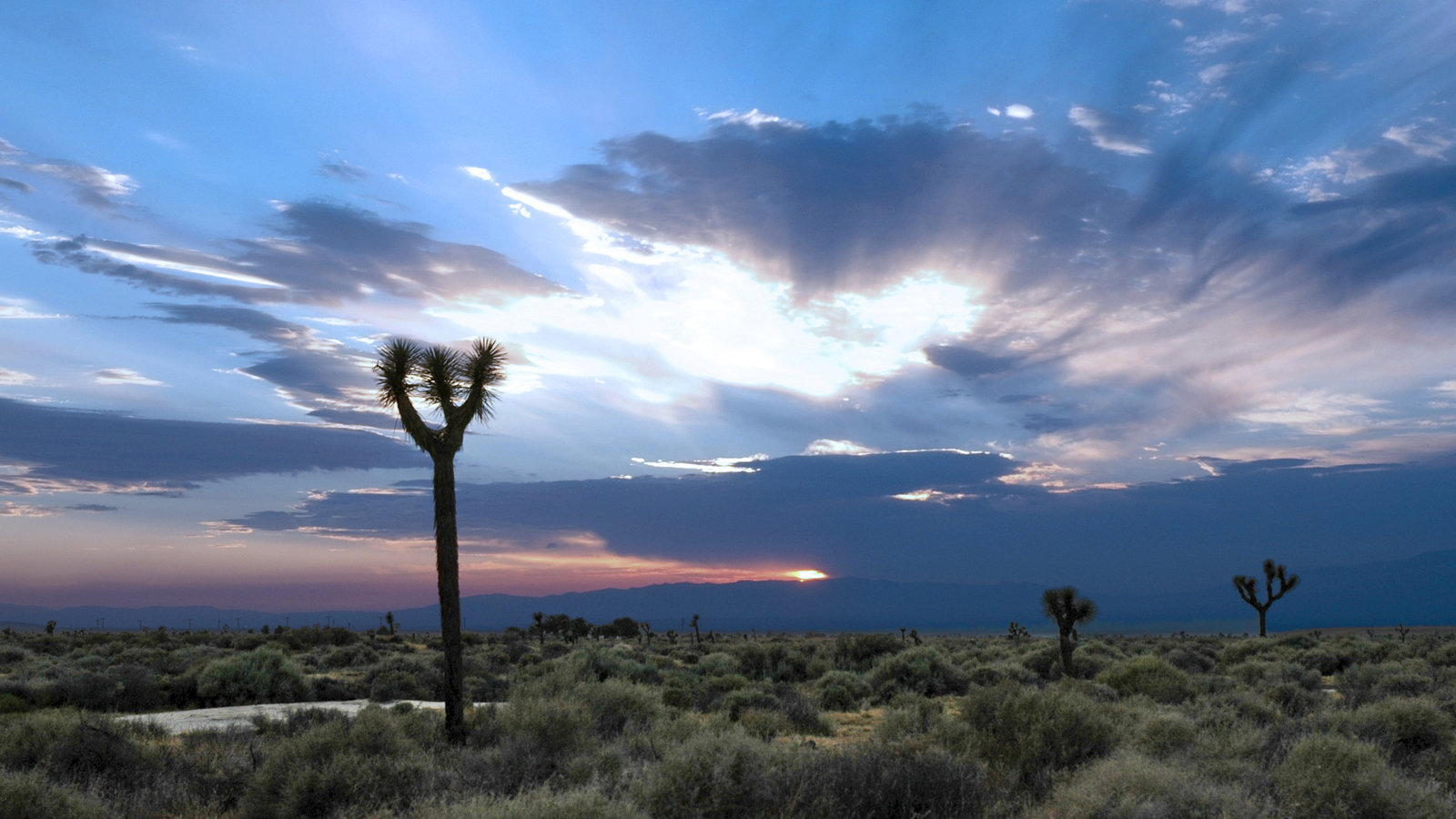 Petition · Stop NextEra's Joshua Tree Solar Farm at the HiDesert