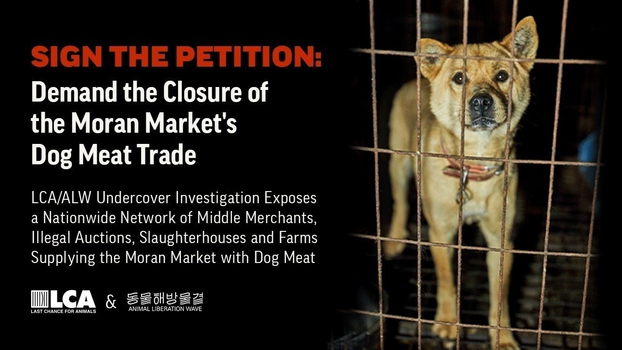 Petition · 2022 Investigation Exposes Dog Trafficking in the S. Korean