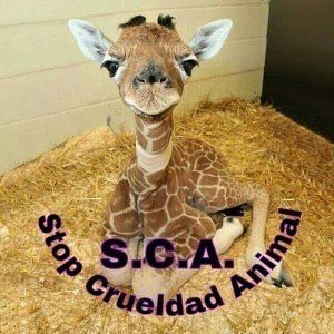 ChangeOrg profile picture for @sca