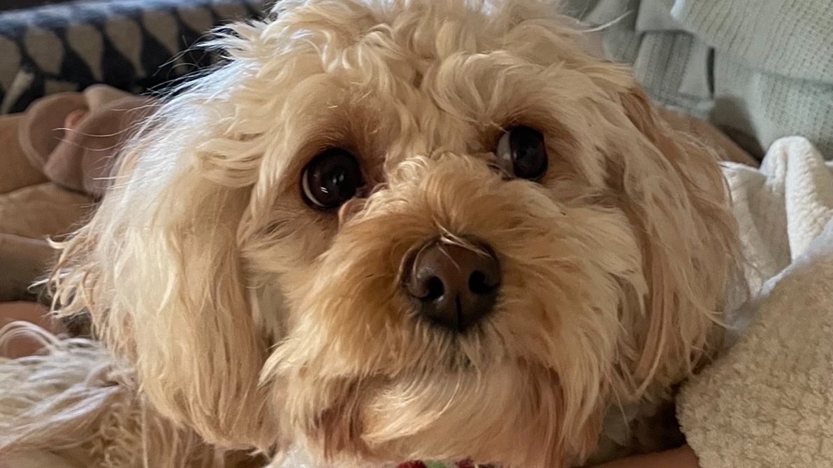 Petition · Allow pet grooming as an essential service under all