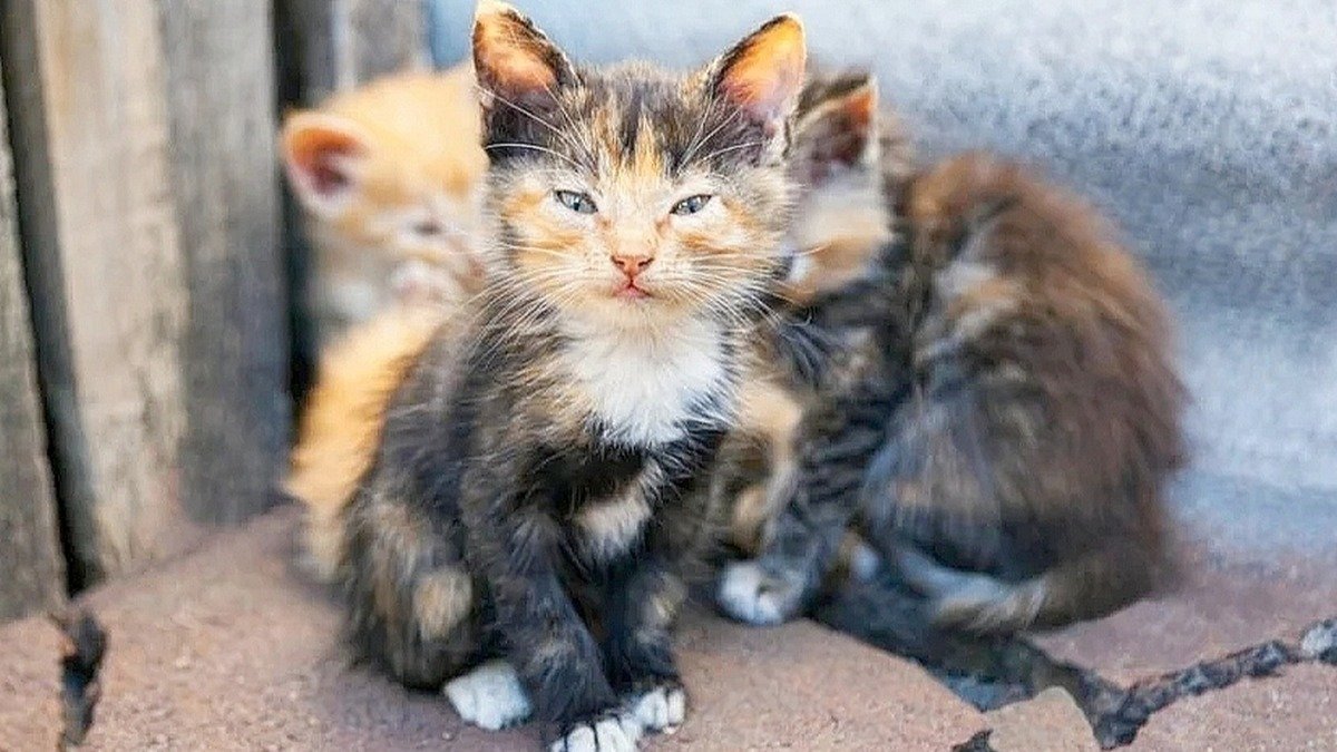 Petition · The Ventura County Animal Shelter Should Hire a Fulltime