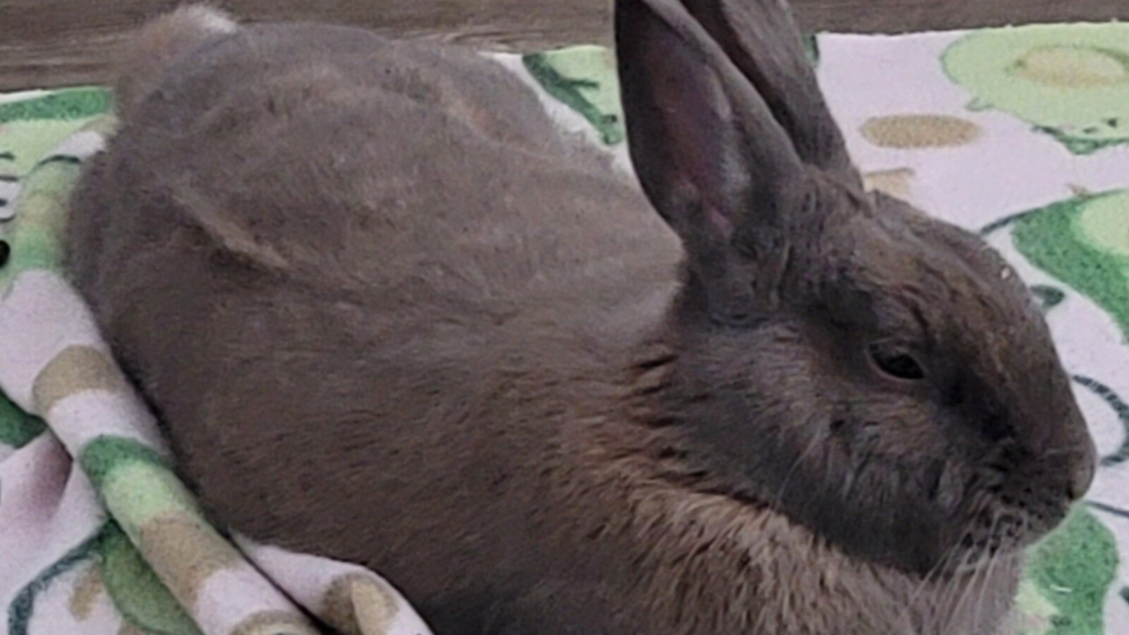 Petition · Halt The Los Angeles Project's Plan to Genetically Modify ...