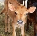 Petition · Require transparent labeling for the use of veal rennet in ...
