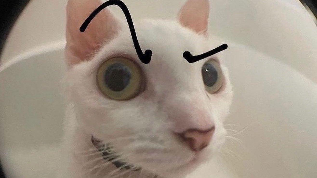 Petition · NO SCHOOL UNIFORM ·