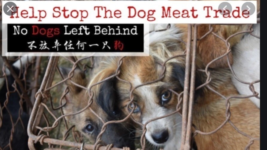 Petition · To End The Dog Meat Trade Australia ·