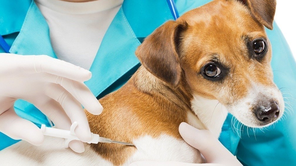 Petition · Mandatory Microchip for all pets United States ·