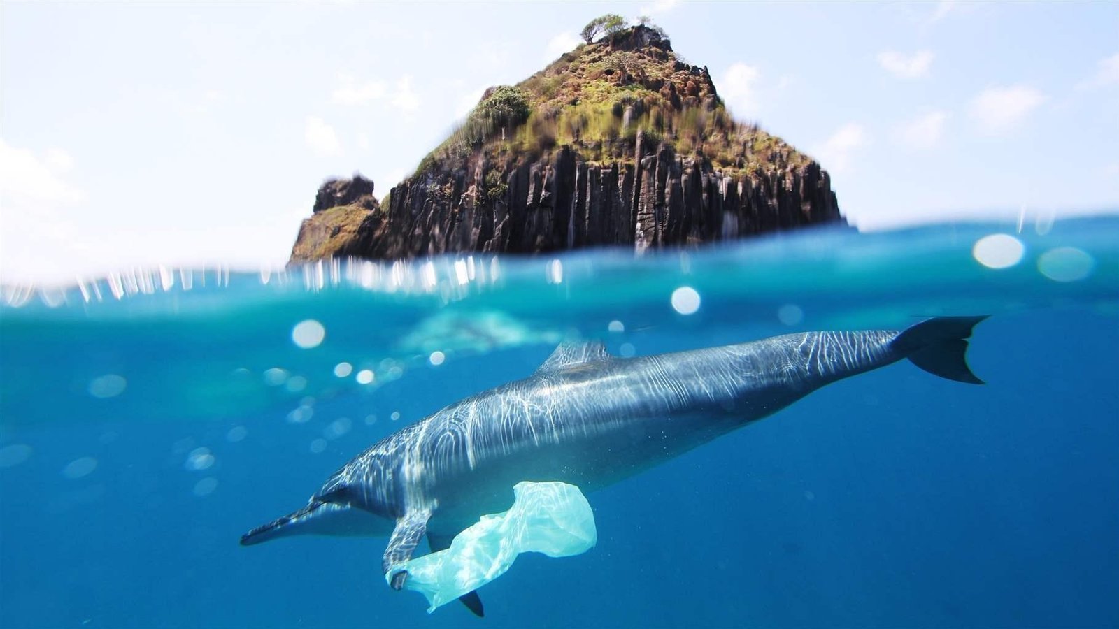 Petition · Ban Plastic Bags in Virginia ·