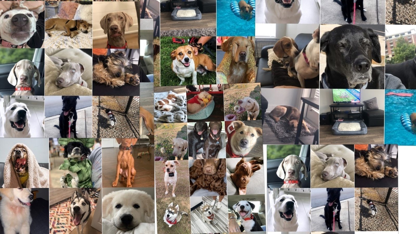 Petition · Downtown Athens Dog Park ·