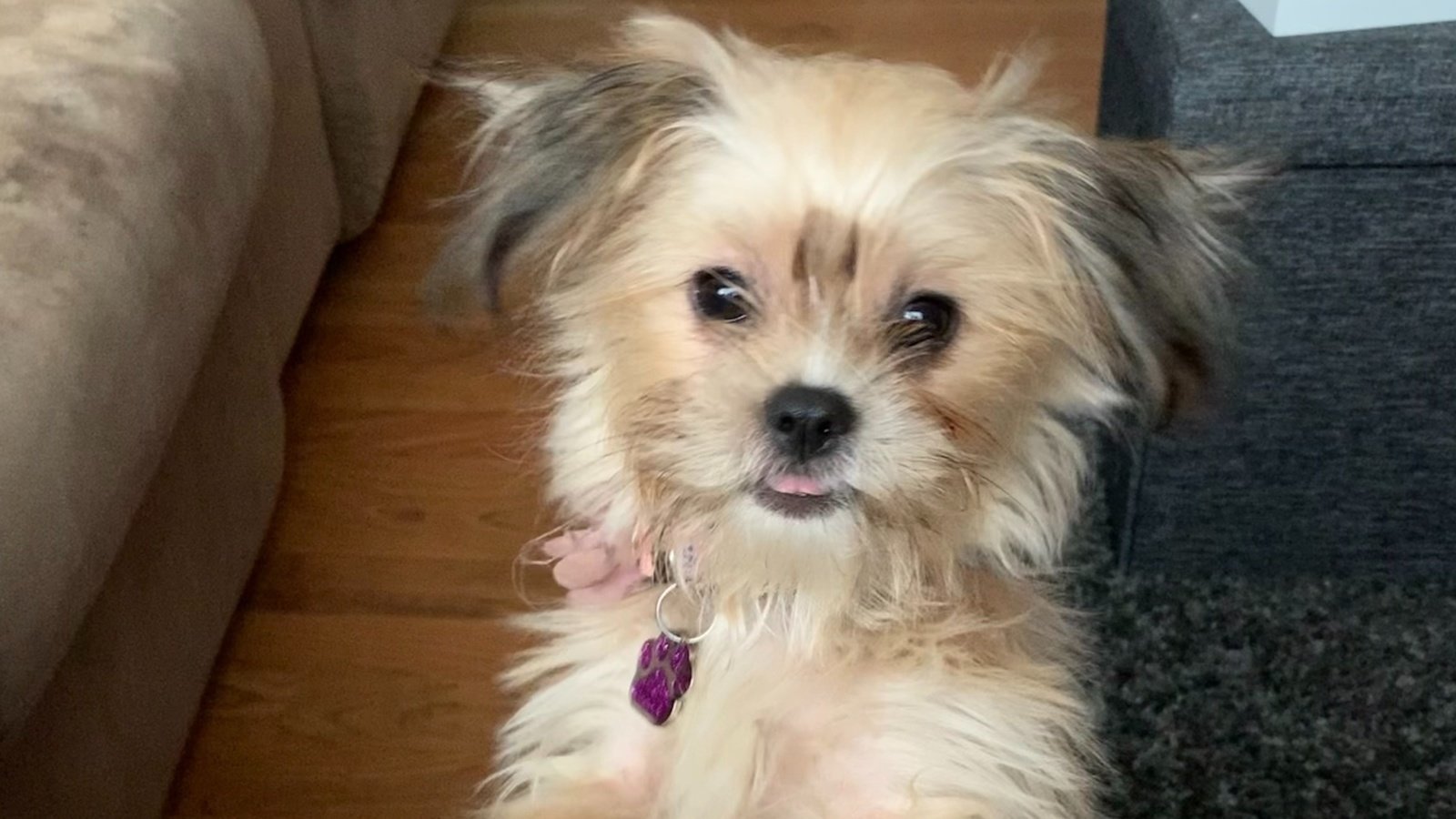 Petition · Making pet care affordable instead of euthanasia! ·