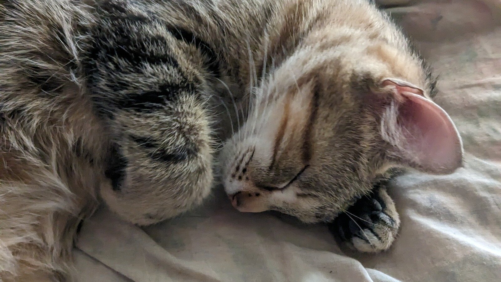 Petition · Petition against First choice property management pet policy Yorkton, Canada