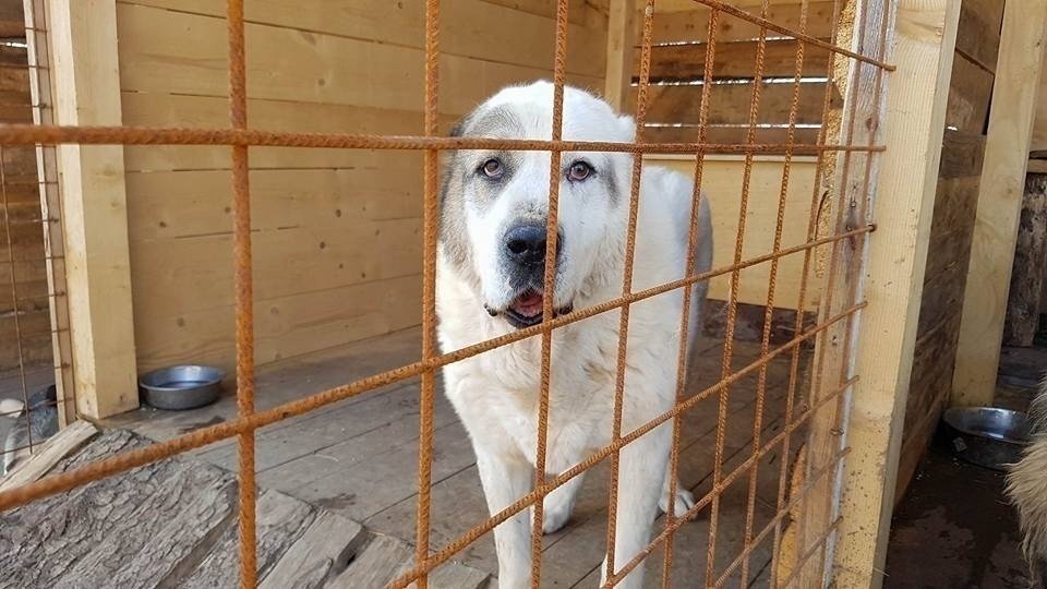 stacey hayward puppy farm