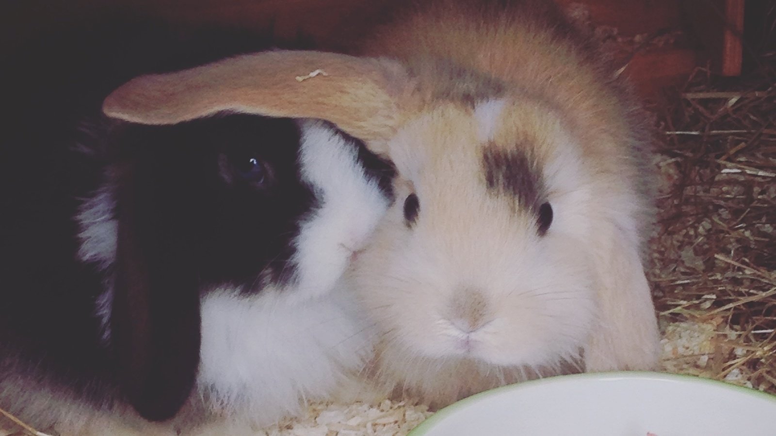 Petition · Create better social rights laws for Rabbits & Guinea Pigs