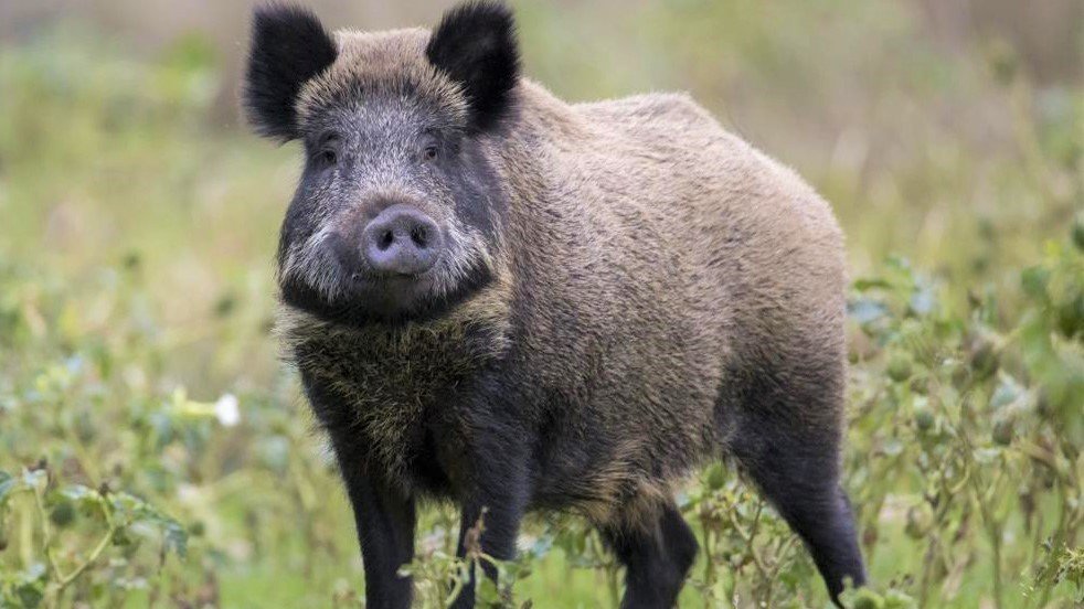Pétition · Faron, stop au massacre des sangliers ! Toulon, France