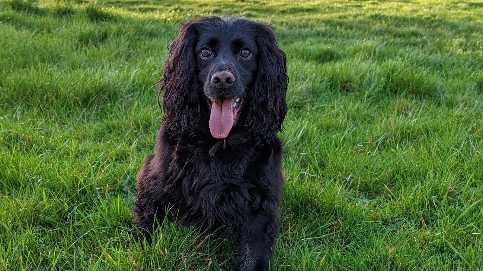 Petition · Allow Dogs On Torbay Beaches 7pm 7am Summertime United