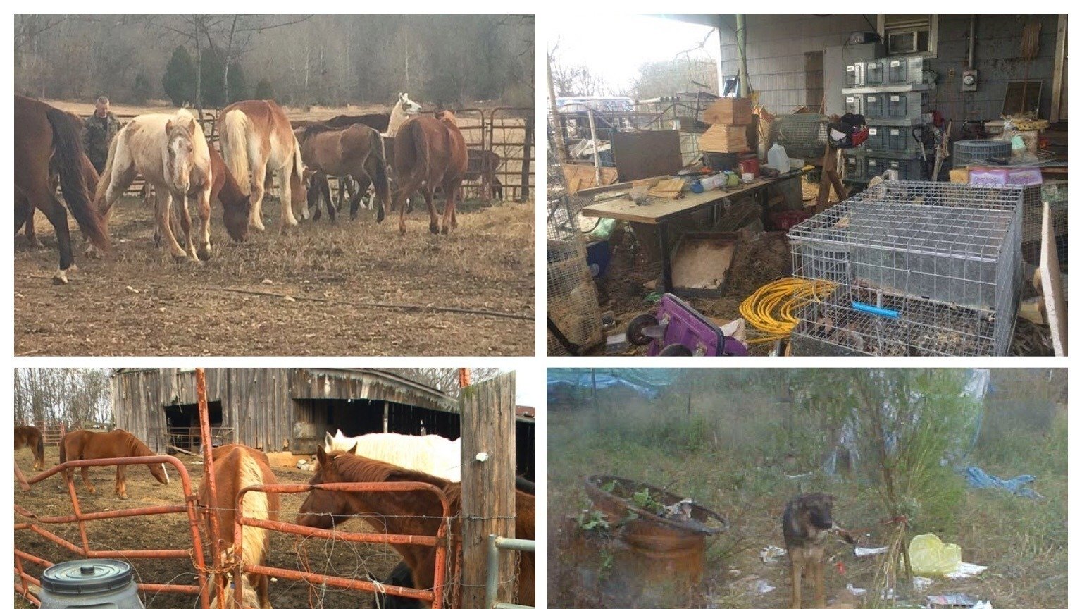 Petition Please Do Not Allow The Sherwoods To Decide The Fate Of The Animals That Were Removed From Their Care These Animals Need To Be Placed In The Care Of Rescues