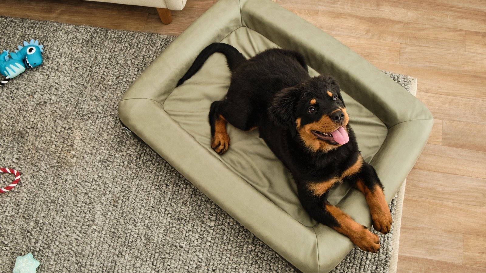 Petition · Bring back Koala's PET BEDS Australia ·