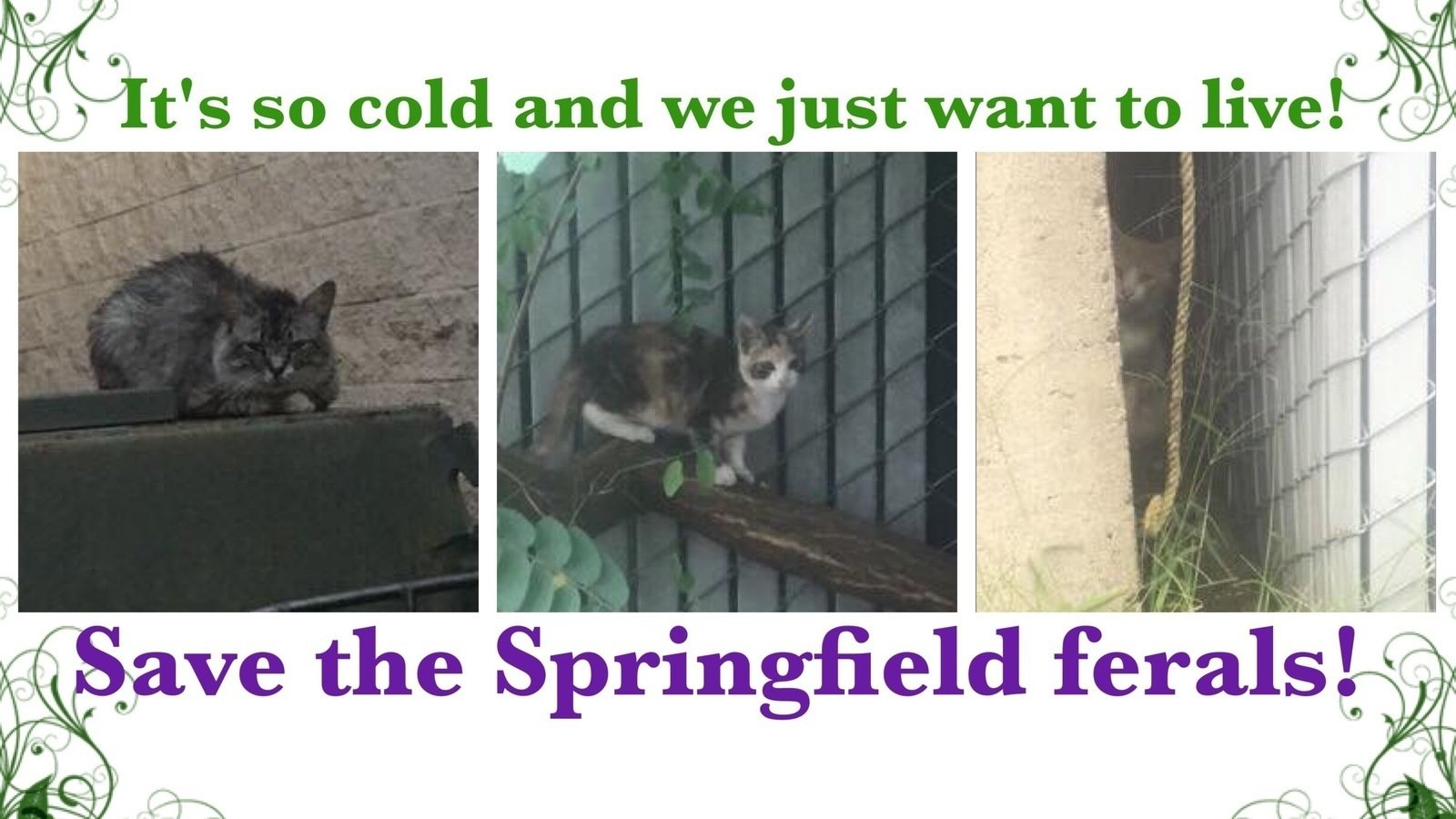 Petition · Stop the removal of feral cat shelters and food in