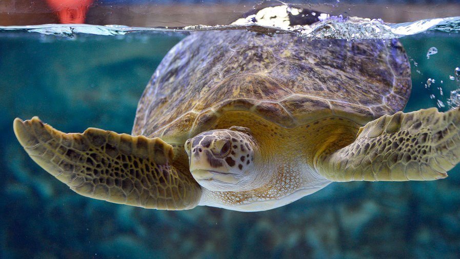 Petition · GET RID OF PLASTIC STRAWS IN MAPLE DALE. SAVE THE TURTLES