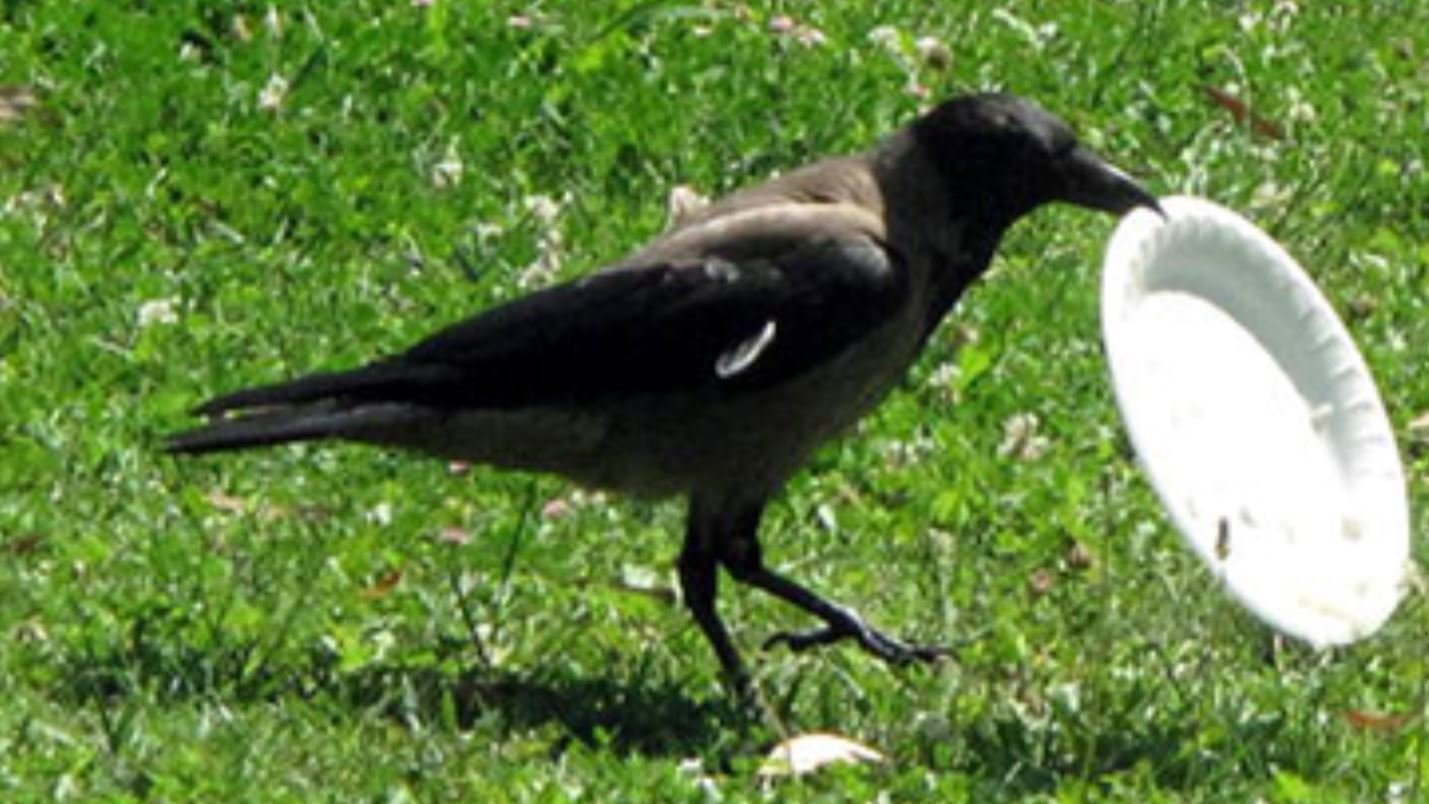 Petition · prevent crows from eating rubbish at ASC by using scare tape