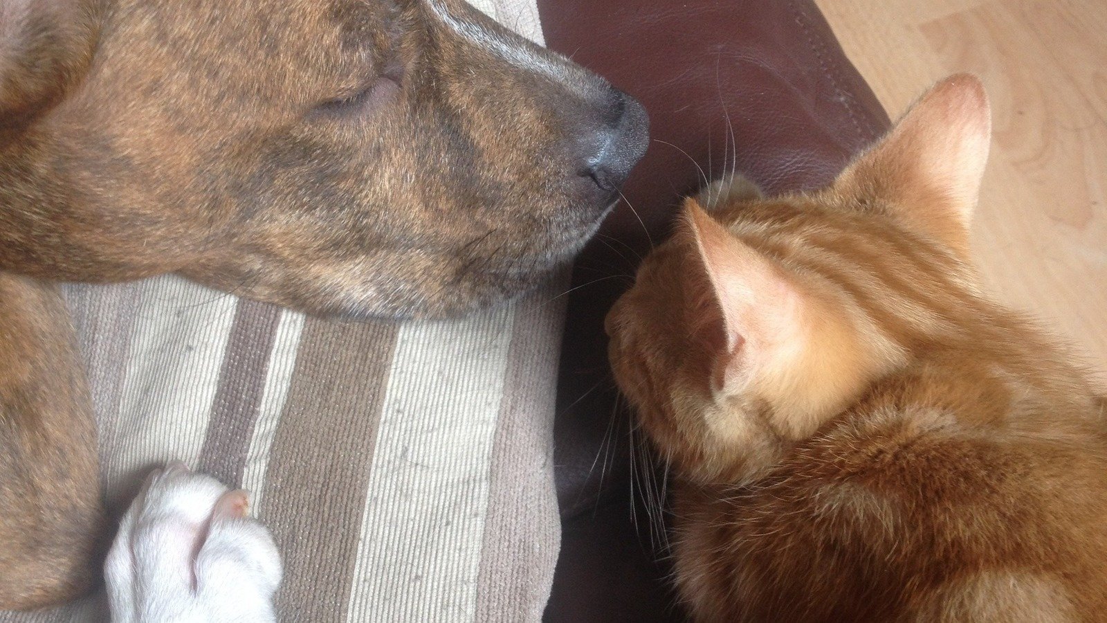 Petition · abolish current Breed Specific Legislation and replace with