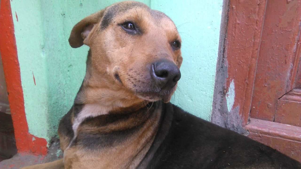 Petition · Ask NY Times to remove post 'India Stray Dogs Are a Menace