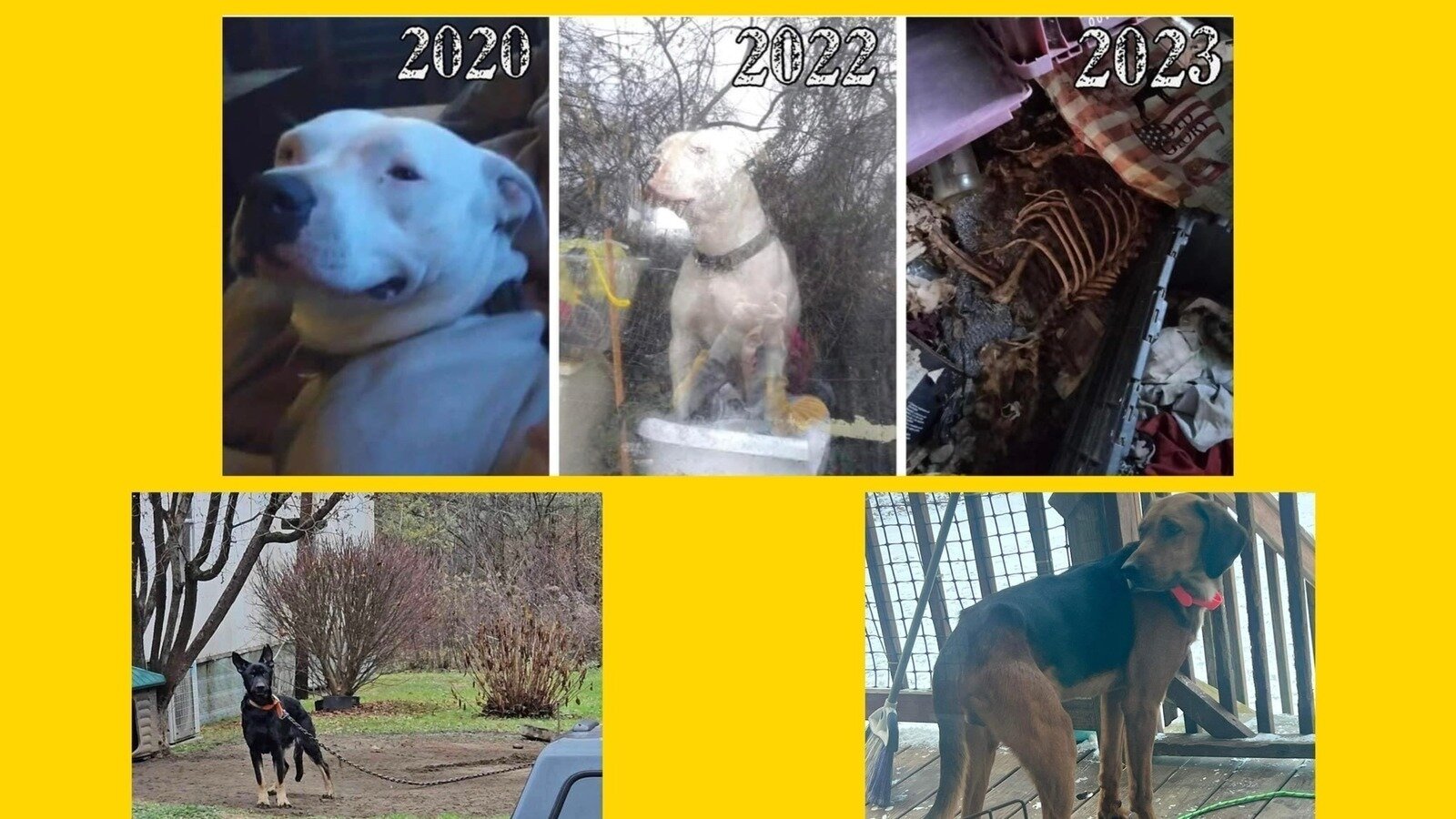 Petition · Enforced Animal Welfare Laws Needed in West Virginia United States ·