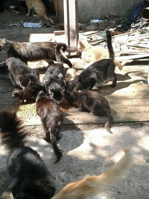 Petition Create A Legal Definition For companion Animal Hoarder Create Legislation To 