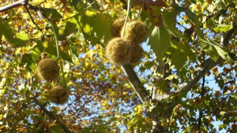 Petición · ¡No más plátanos orientales en Chile! ·