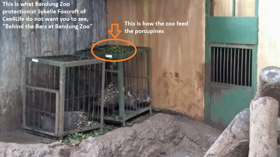 Petition Shut Down The Bandung Zoo Now Change Org Petition Shut Down The Bandung Zoo Now Change Org