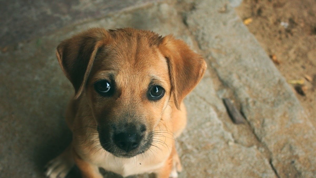 Petition Animal Abuse Offender Registry United States Change Org