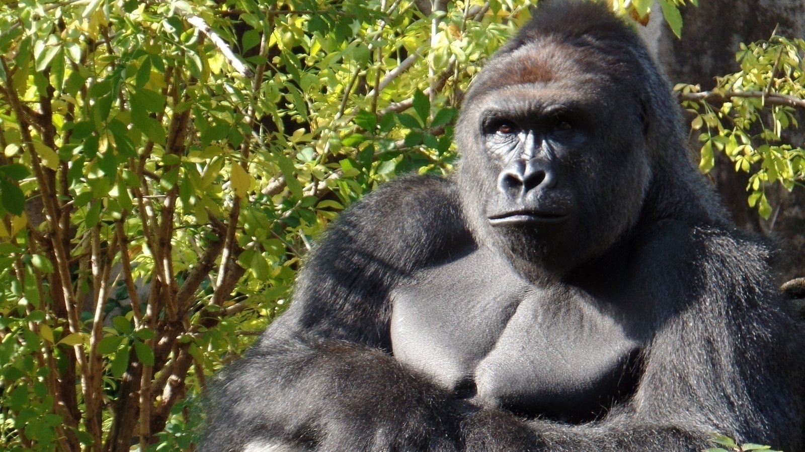 Petition · Remember Harambe ~ Wildlife Shouldn’t Be Caged, Boycott All