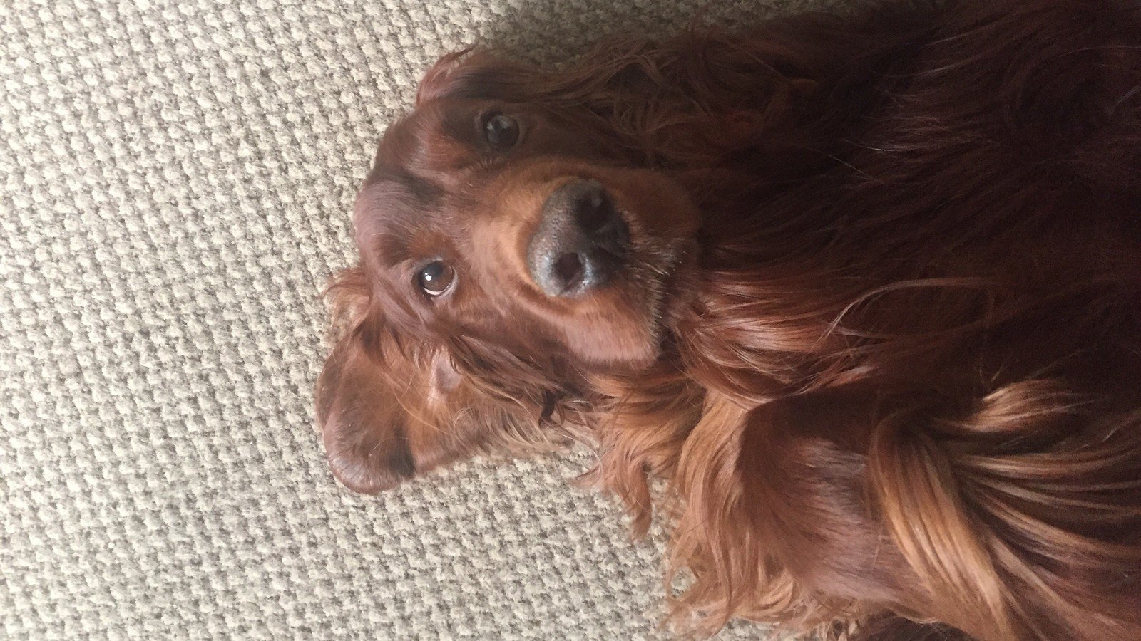 Petition · Educate landlords about the benefits of allowing tenants to