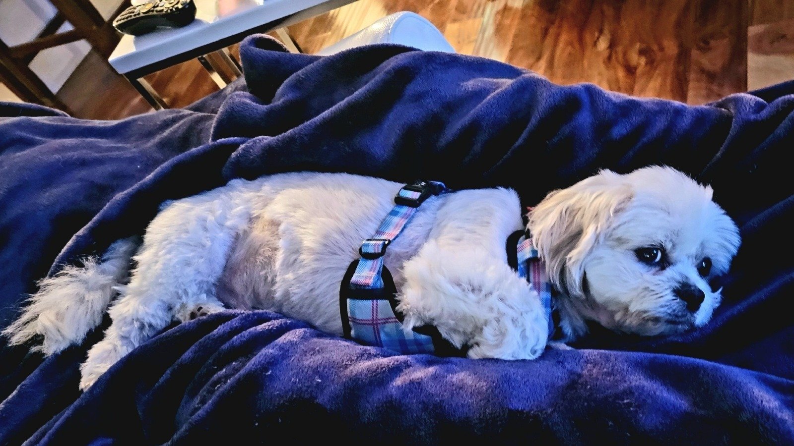 Petition · Allow Emotional Support Animals on Palm Beach County Beaches