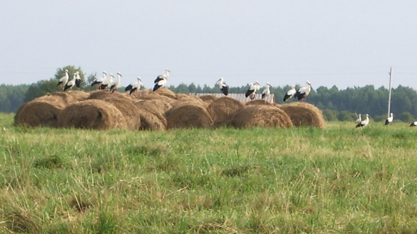 Подслушано в михалях. Полигон ТБО Михали. Деревня Михали Калужская область. Полигон Михали Калужская область