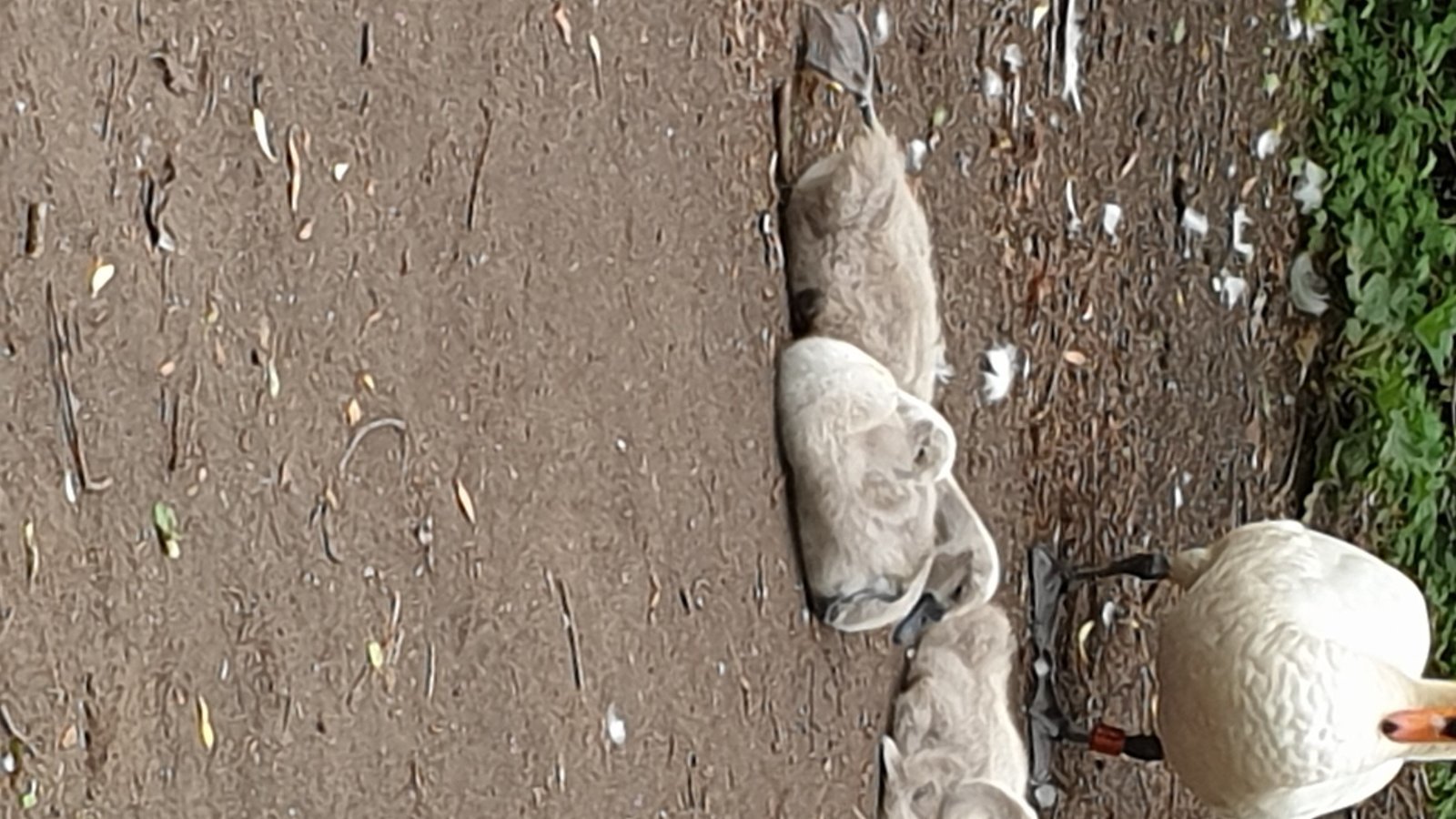 Petition · Improve surrounding areas Earlswood Lakes Redhill Surrey