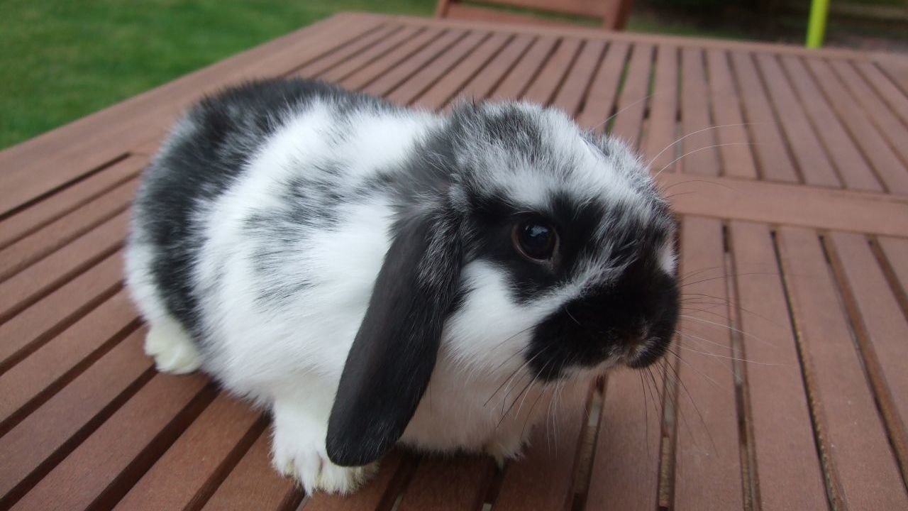 Petition · Legalise Rabbits In Queensland Australia ·