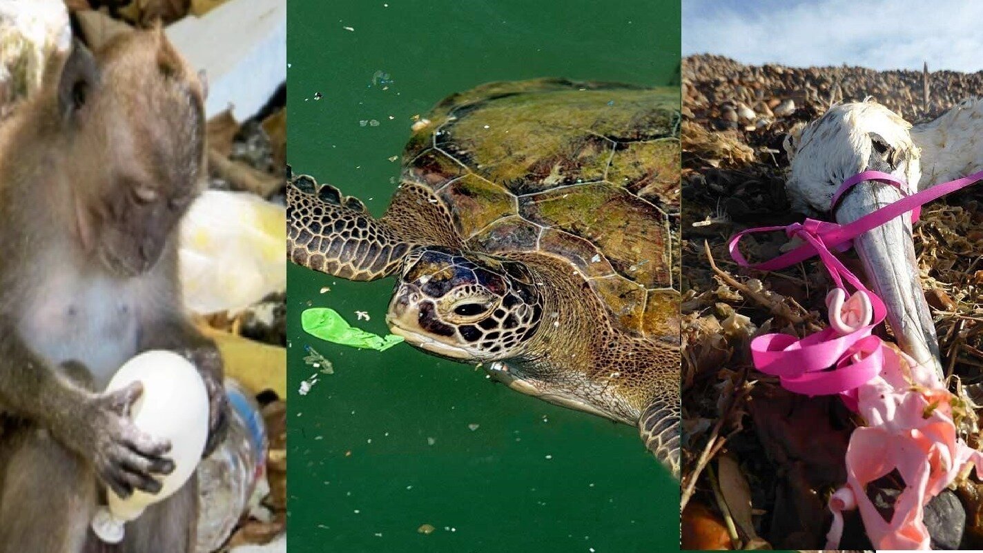 Petition · Ban Helium Balloon Releases in Oudtshoorn Oudtshoorn