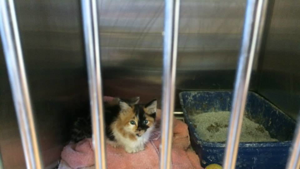 Petition · Reform the Helmetta Regional Animal Shelter, Fire Michal and Richard Cielesz, re