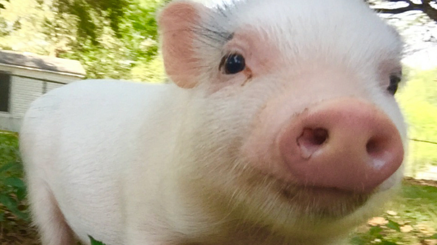 Petition · Amend City Codes to Allow Mini Pigs Within City Limits