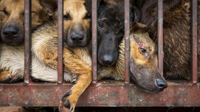 STOP Vietnam’s Dog & Cat Meat Trade: LA Sister City Project Needs Your Voice NOW!