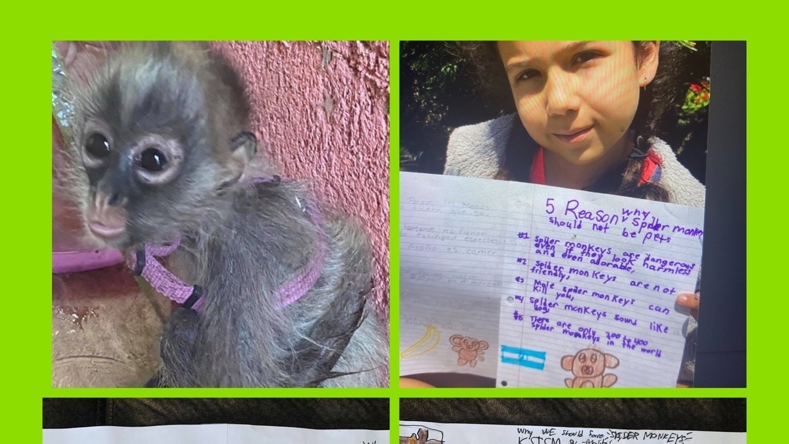 Petición · Stop using spider monkeys as pets! No use más monos como