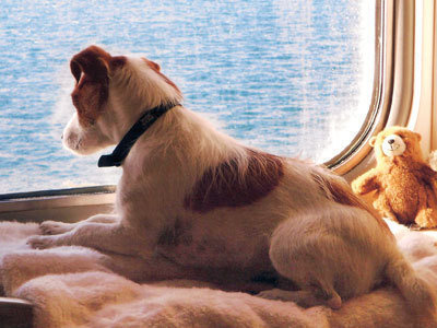 stena line pets