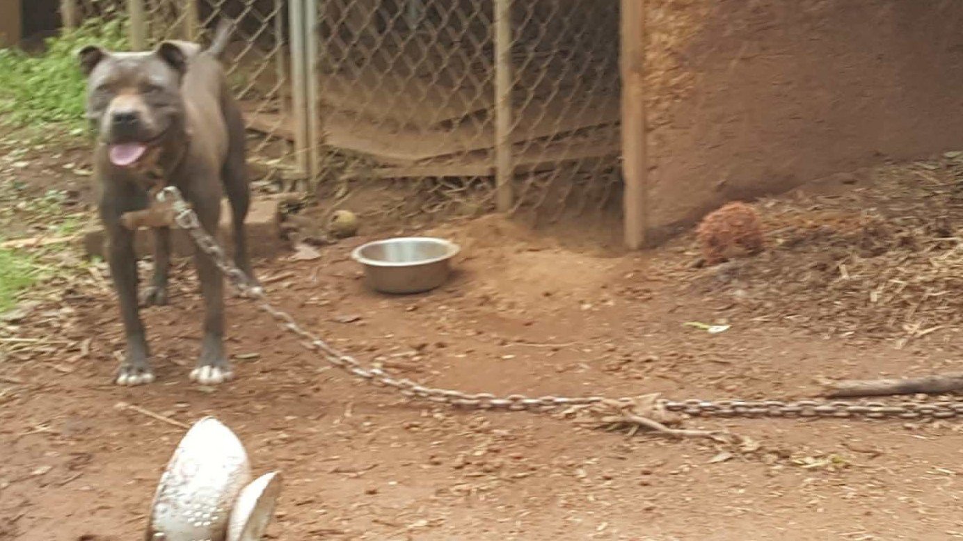 Petition · Walton County, GA Stop Allowing Chaining of Dogs