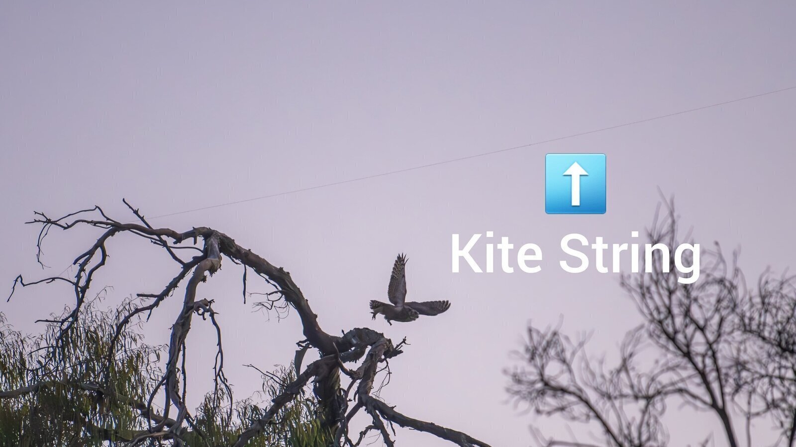 Petition · Ban Kites at Woodley Park & Sepulveda Basin Wildlife Reserve