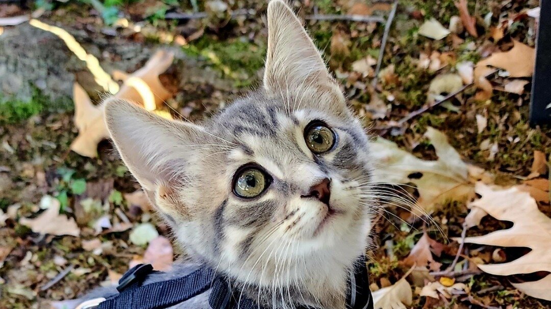 Petition · Grant emotional support pets everywhere in virginia ·