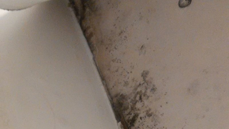 Peion Fix The Black Mold In My Home Change Org Fix The Black Mold In My Home
