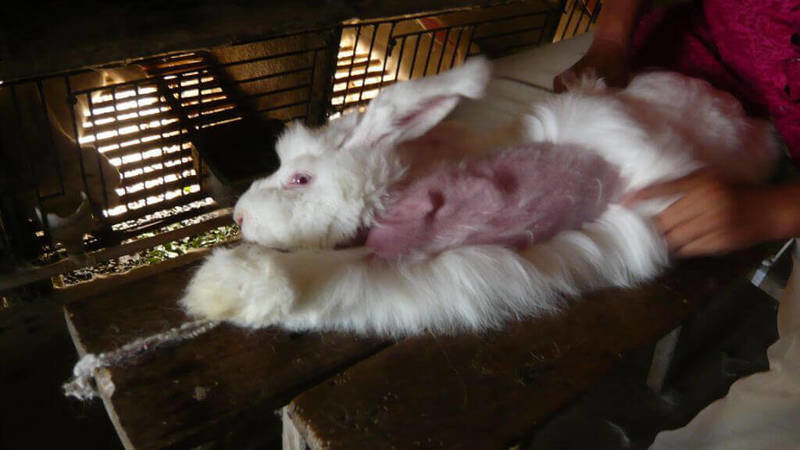 Remove Cat Hair From Wool Coat Remove Cat Hair From Wool Coat