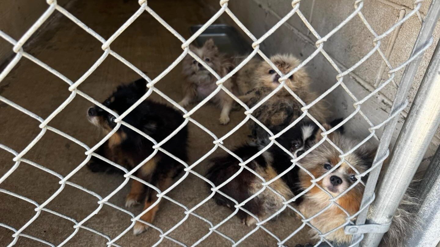 Petition · Demand Justice After 260 Neglected Animals Found in