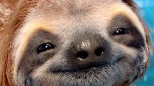 Petition · Make Theo like sloths - United States · Change.org
